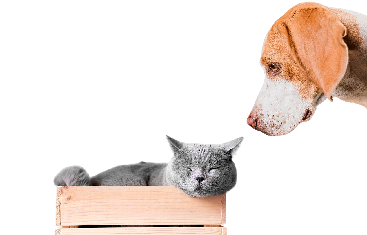 Perro y gato descansando juntos en un sofá